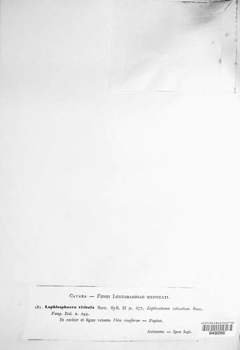 Lophiostoma subcorticale image